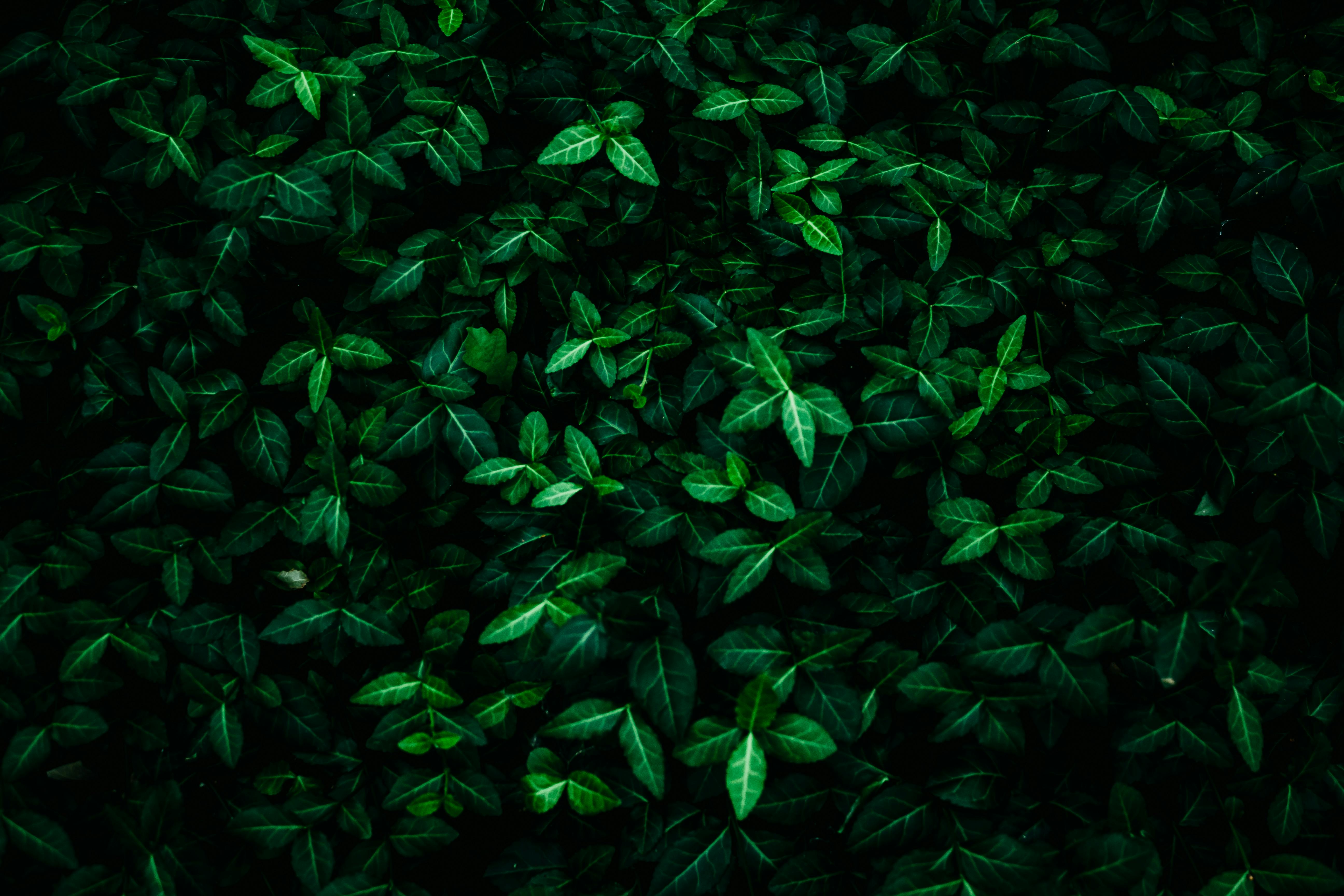 flower image